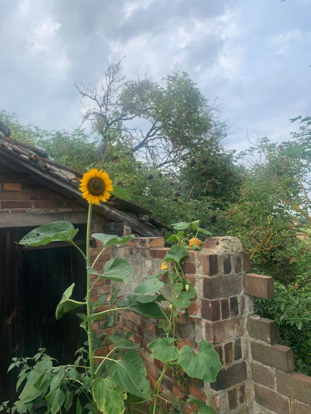 Sonnenblume vor dem ehemaligen Backhaus